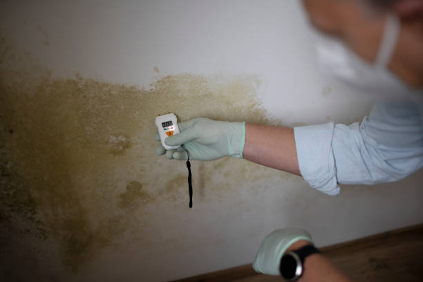 Best Residential Mold Remediation in Cade, LA